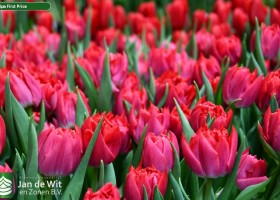 Tulipa First Price ® (3)